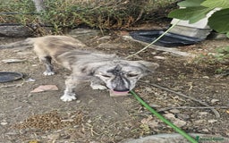 Altre razze cani in regalo: bricco - Immagine 4