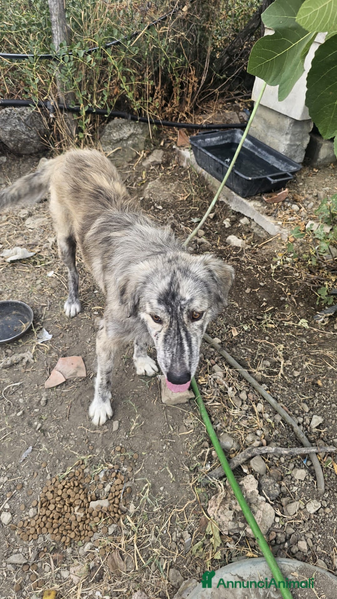 Altre razze cani in regalo: bricco - Immagine 4