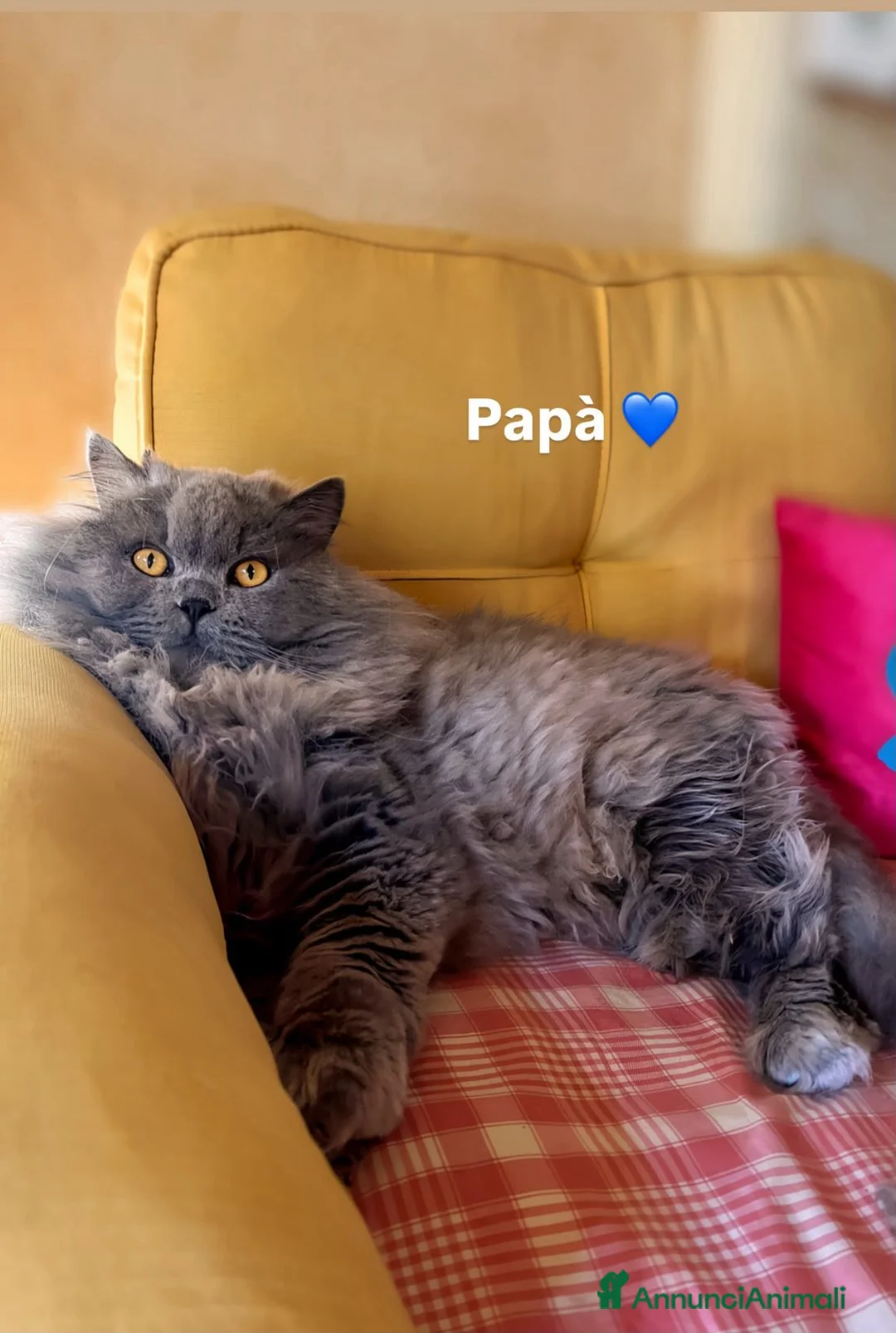British gatti in vendita: Cuccioli British Longhair - Annuncio 2