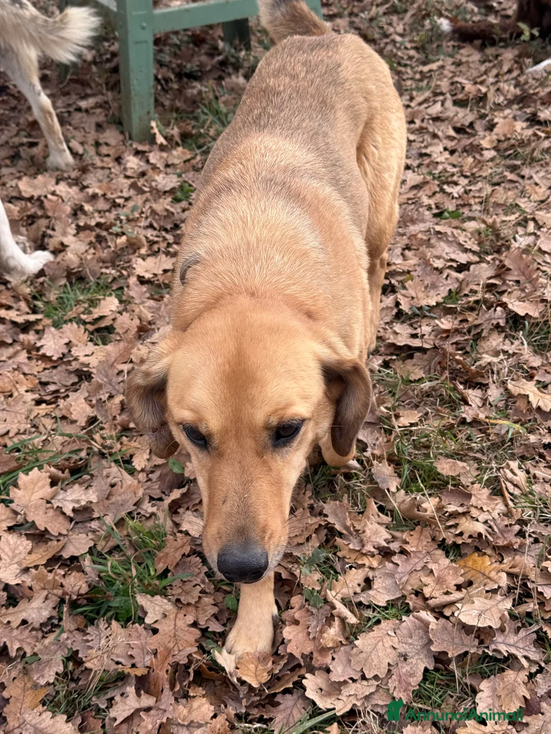 Meticcio cani in regalo: Alessandra - Annuncio 3