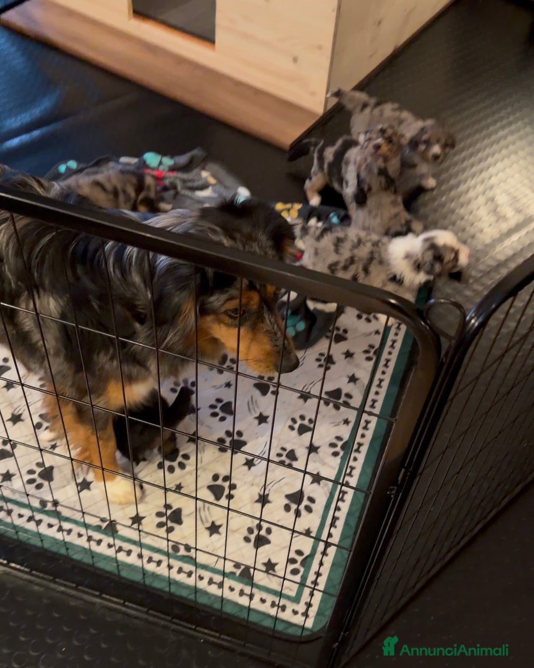 Australian Shepherd cani in vendita: Cuccioli pastore australiano  - Annuncio 7