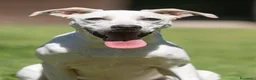 Meticcio cani in regalo: APOLLO PENSAVA FOSSE AMORE....IN ADOZIONE - Annuncio 1