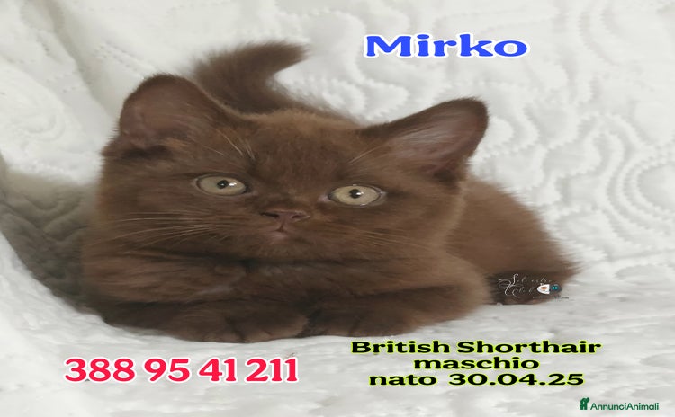 British gatti a Provincia di Pavia - Annuncio 3
