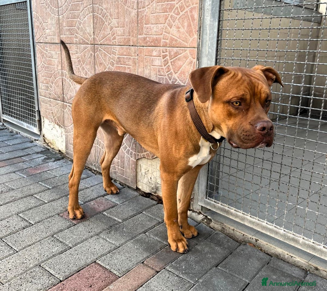 Meticcio cani in regalo: NILO CERCA CASA - Annuncio 7