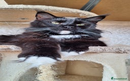 Maine Coon gatti in vendita: Cuccioli Maine Coon con Pedigree - Immagine 2