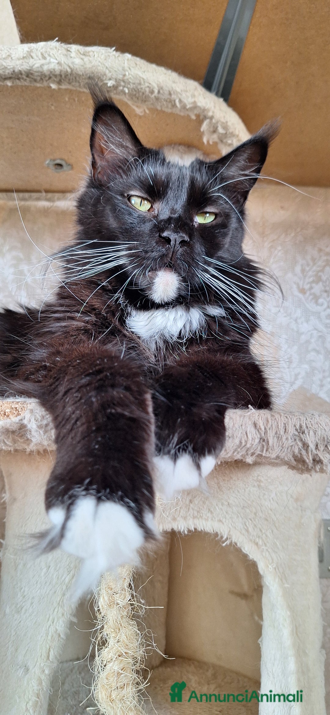 Maine Coon gatti in vendita: Cuccioli Maine Coon con Pedigree - Immagine 2