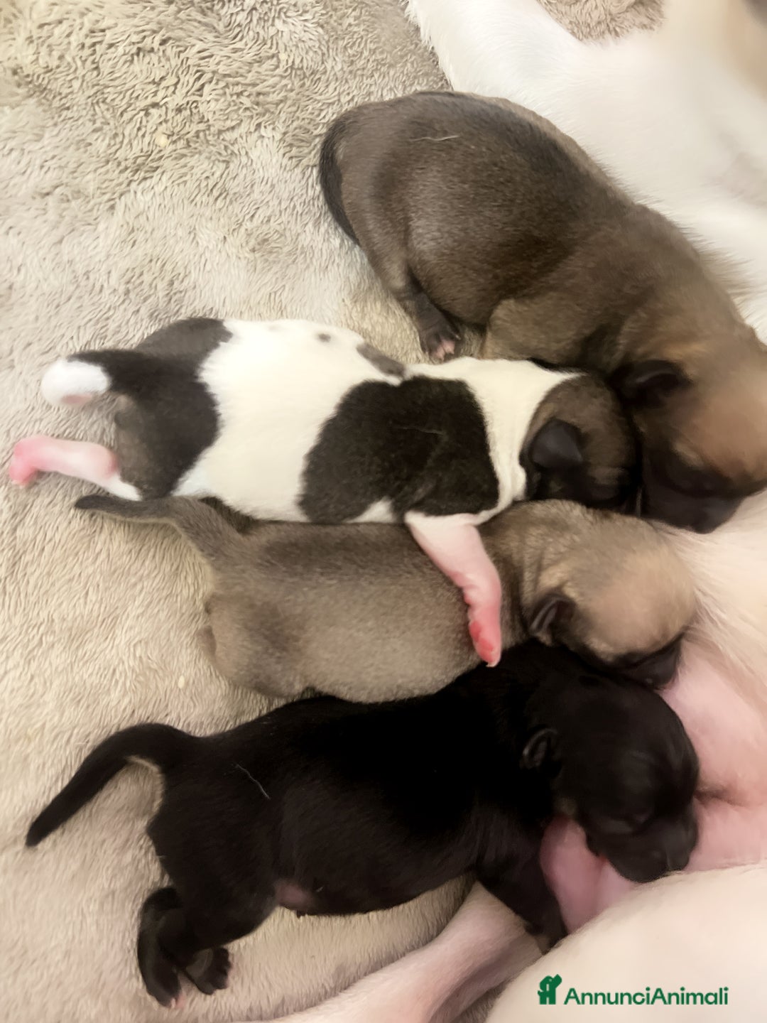 Chihuahua cani in vendita: Chihuahua  - Annuncio 1