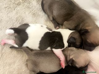 Chihuahua cani Chihuahua - Annuncio 22