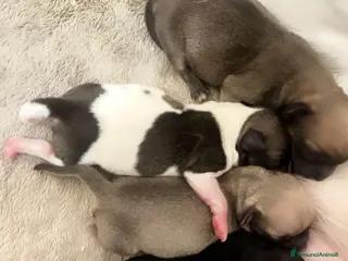 Chihuahua cani Chihuahua - Annuncio 7