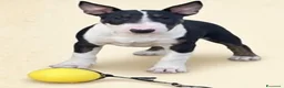 Bull Terrier cani in vendita: Bull Terrier inglese standard femmina  a Città Metropolitana di Firenze - Annuncio 1
