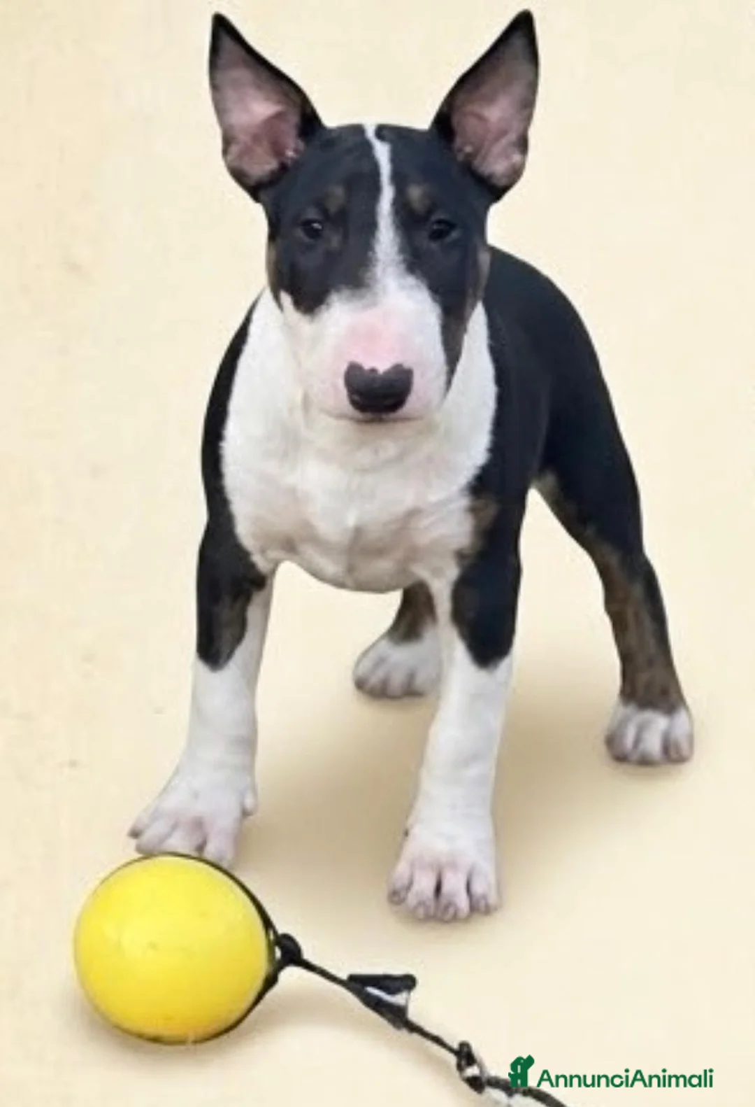 Bull Terrier cani in vendita: Bull Terrier inglese standard femmina  a Città Metropolitana di Firenze - Annuncio 1