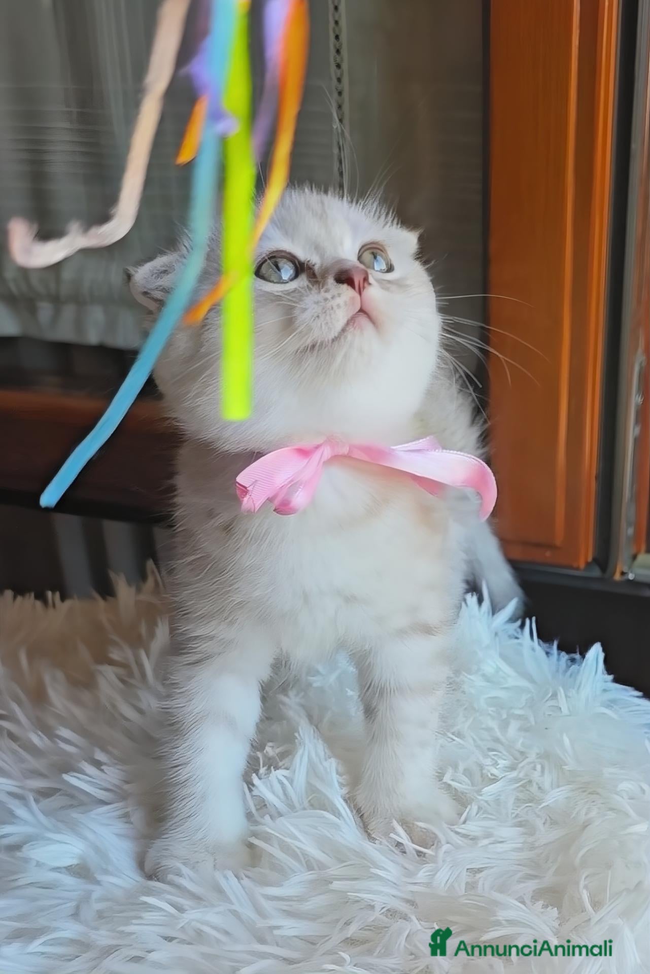 Scottish gatti Scottish fold e straight  - Annuncio 29