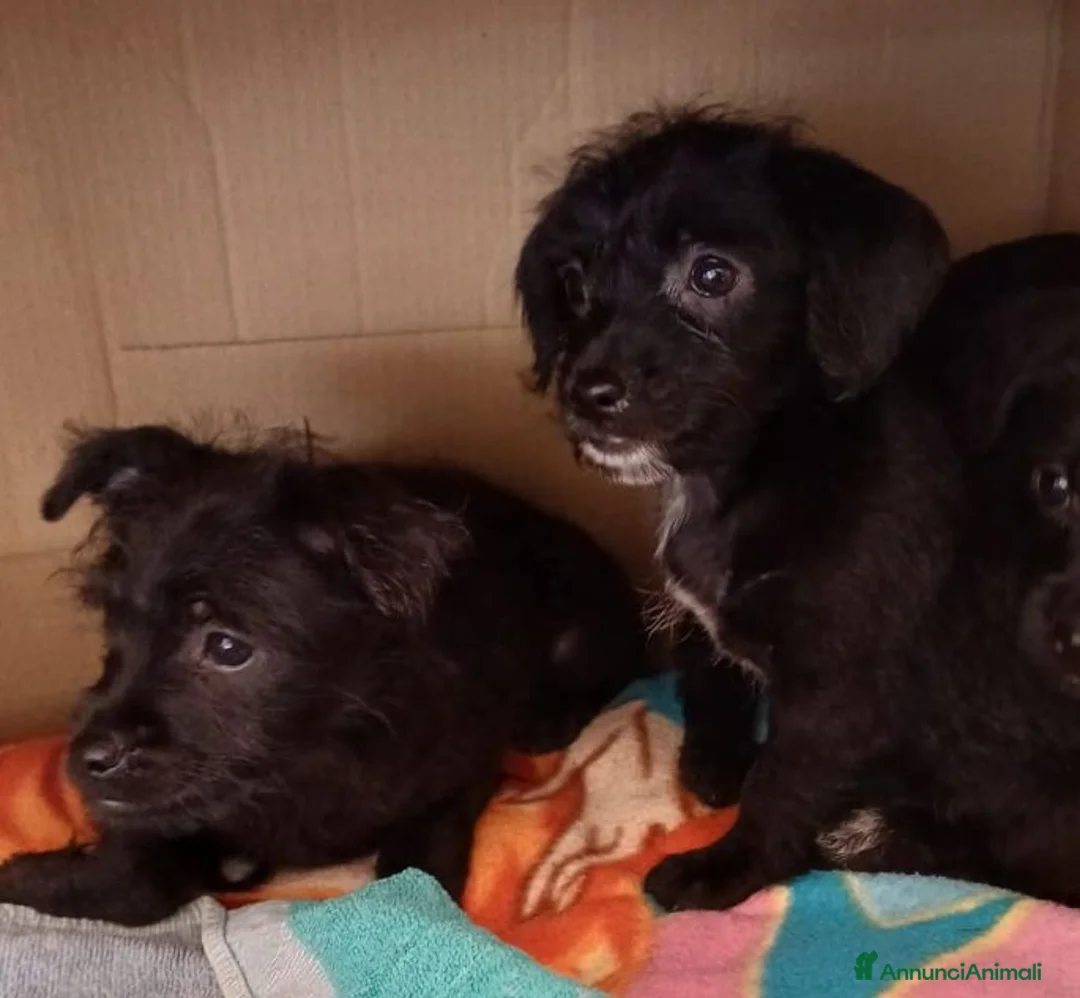 Meticcio cani in regalo: Mini cucciolata 2 maschi e 2 femm. - Annuncio 4