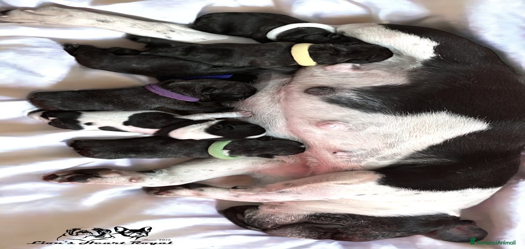 Immagine della galleria {{count}}