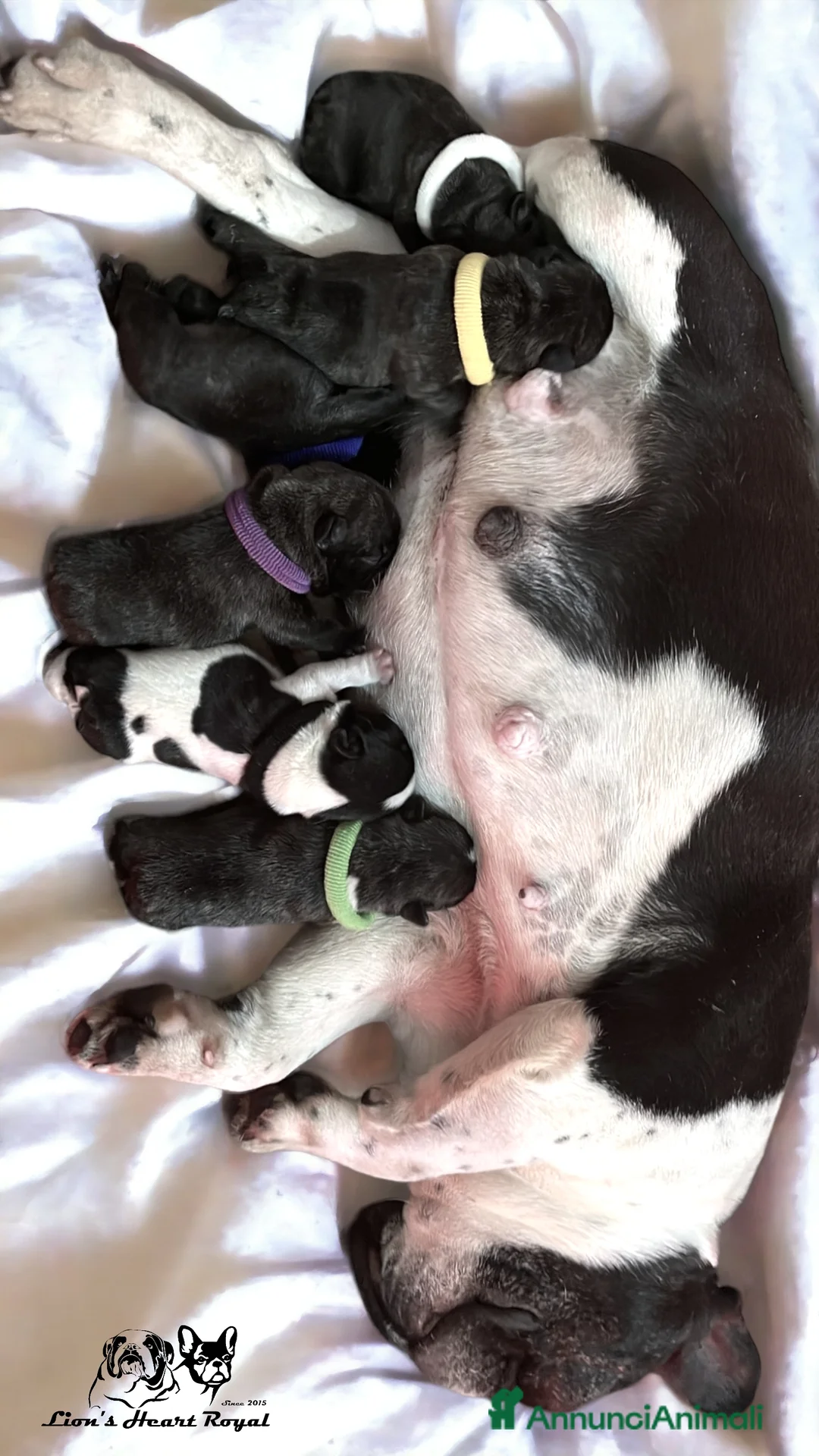 Immagine della galleria {{count}}