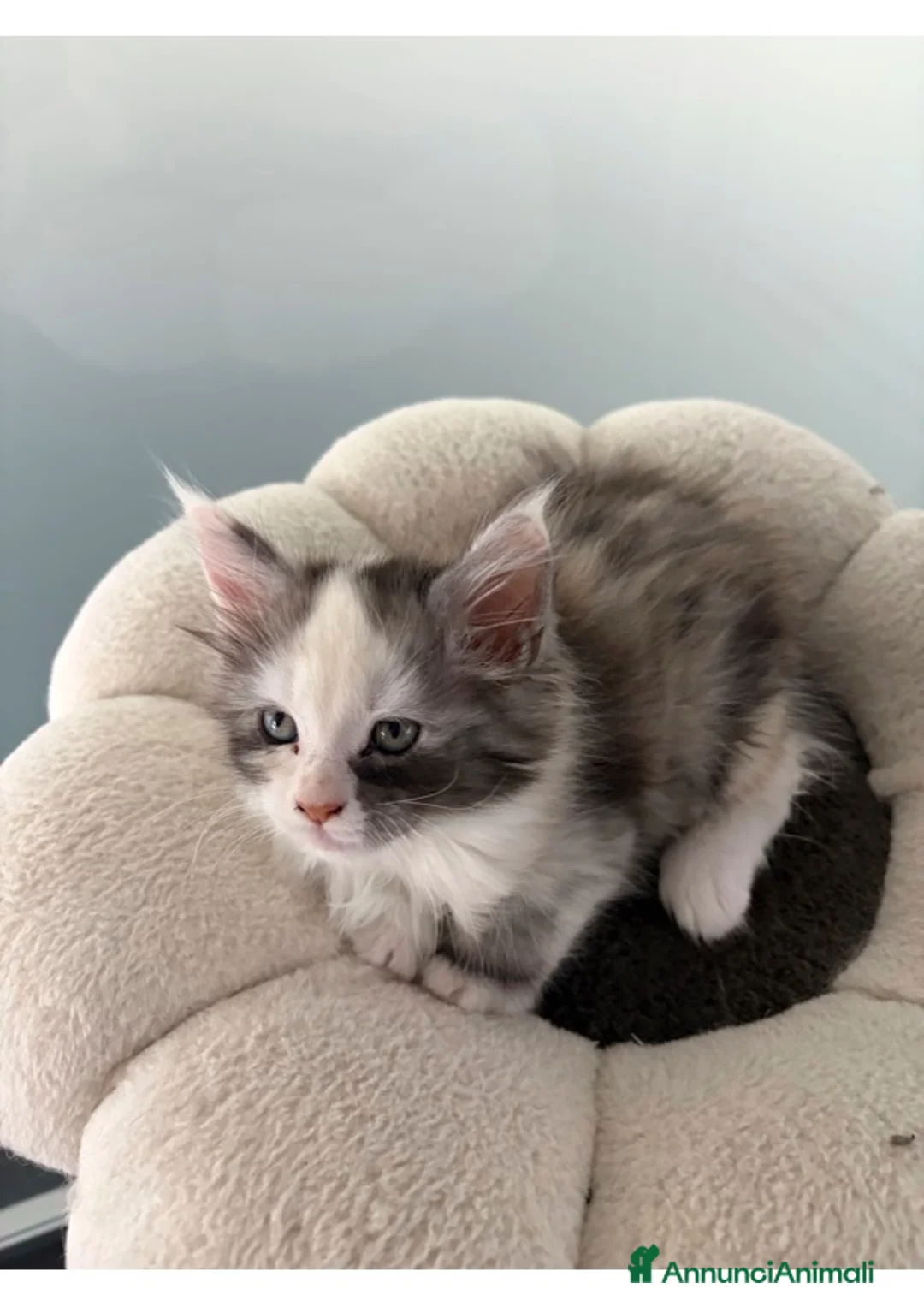 Maine Coon gatti in vendita: Cucciolo di Maine coon femmina  a Città Metropolitana di Napoli - Annuncio 2