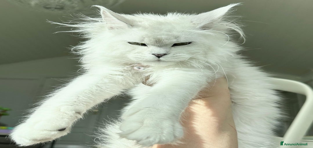 Immagine della galleria {{count}}