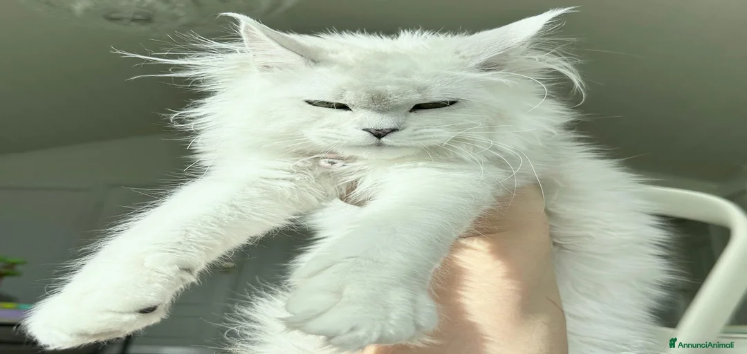 Immagine della galleria {{count}}