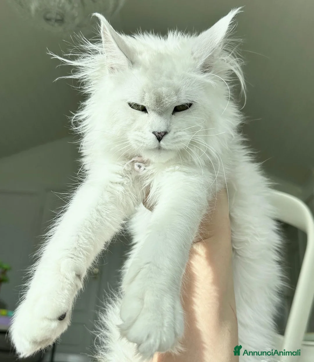 Immagine della galleria {{count}}