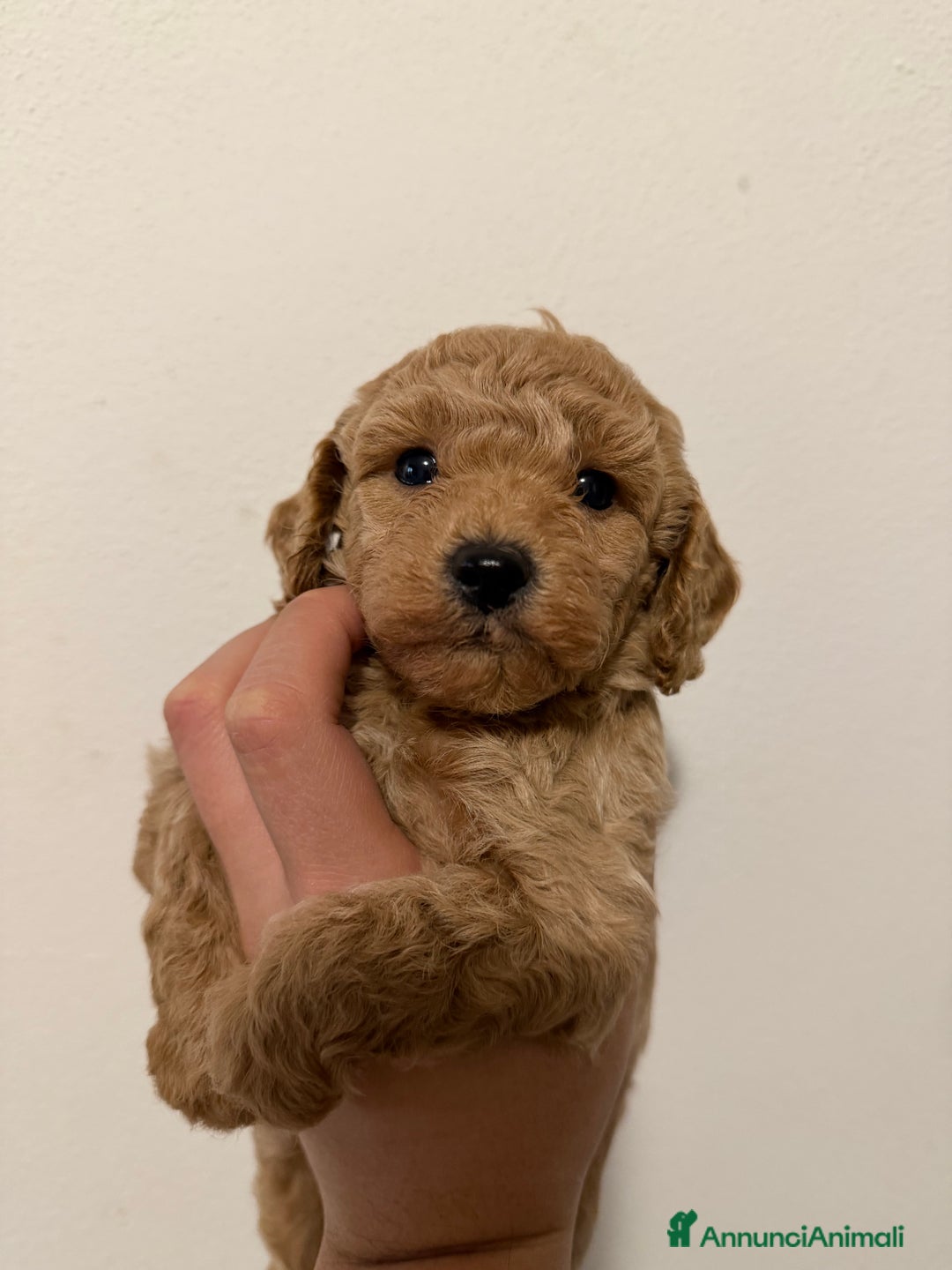 Barboncino cani in vendita: Bellissimi cuccioli di barboncino cercano casa - Annuncio 4