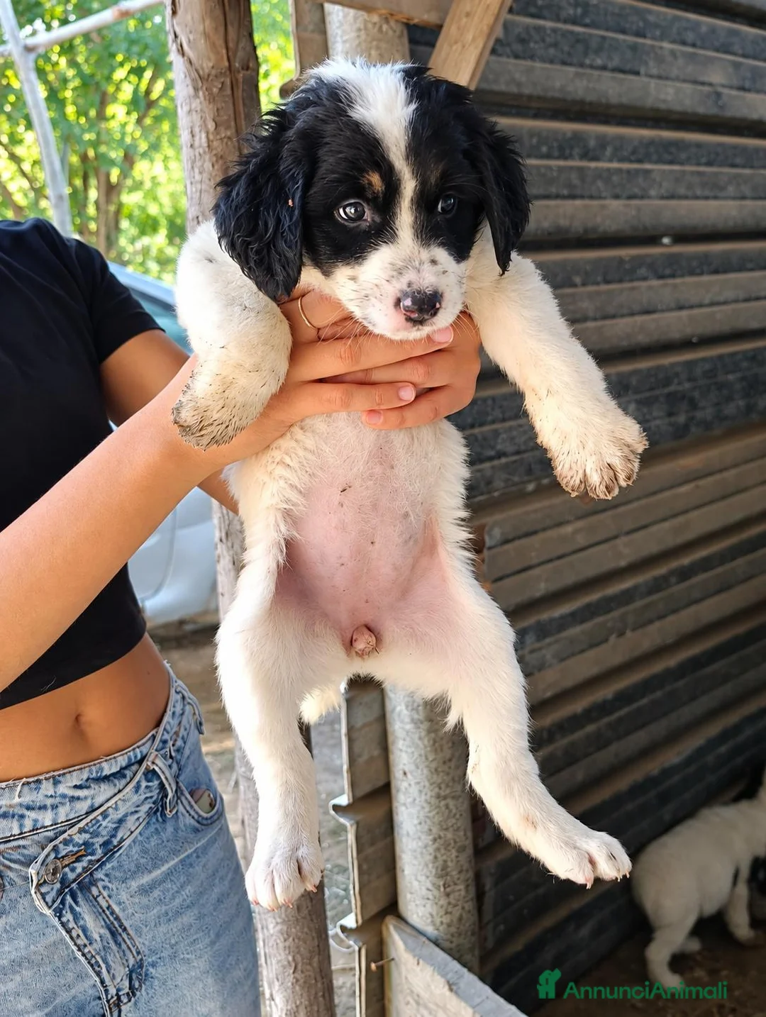 Meticcio cani in regalo: Xena, taglia grande! (2mesi) - Annuncio 1