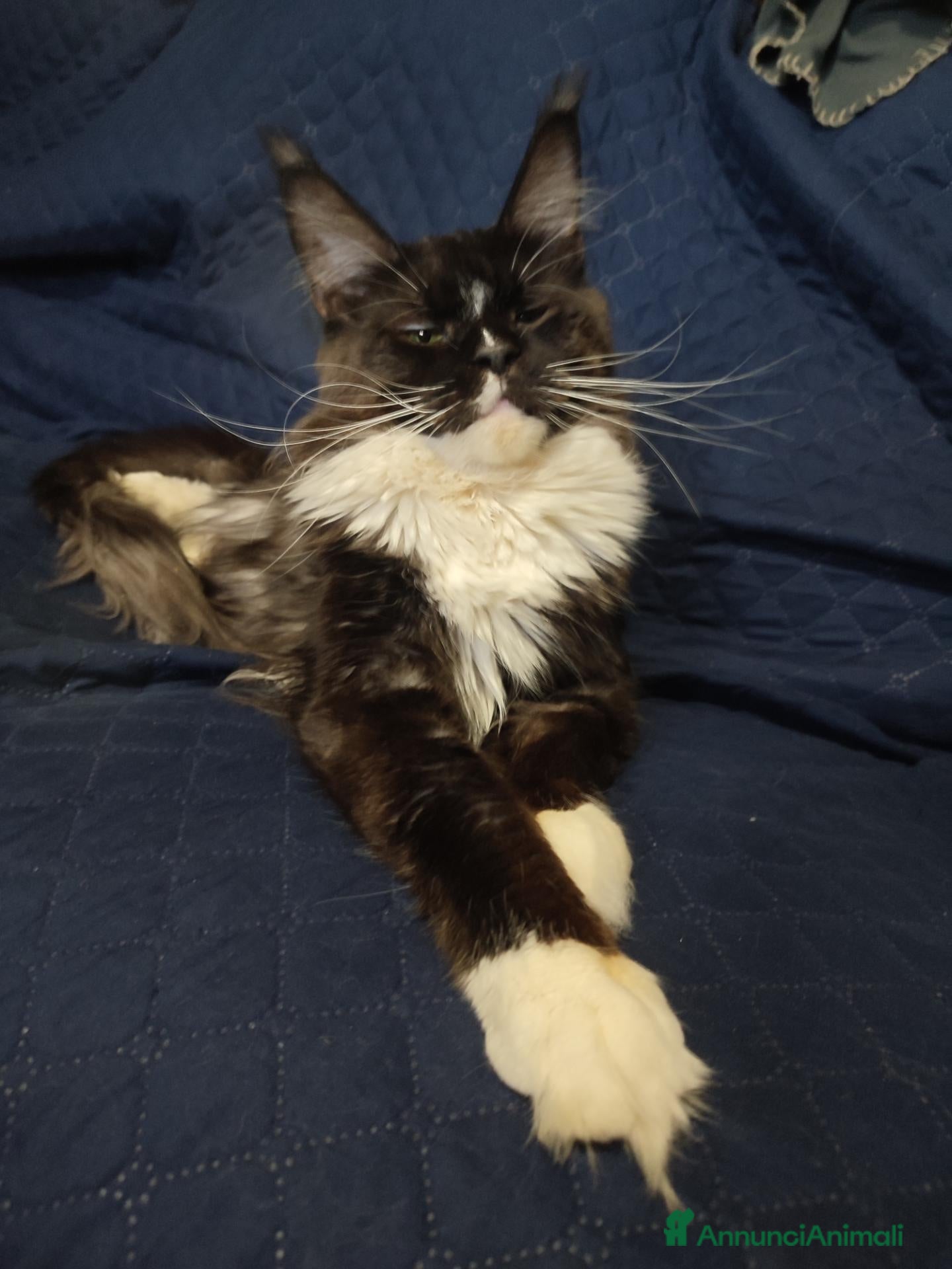 Maine Coon gatti Meravigliosi gattini Maine Coon  - Annuncio 2