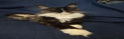 Maine Coon gatti in vendita: Meravigliosi gattini Maine Coon  - Annuncio 2