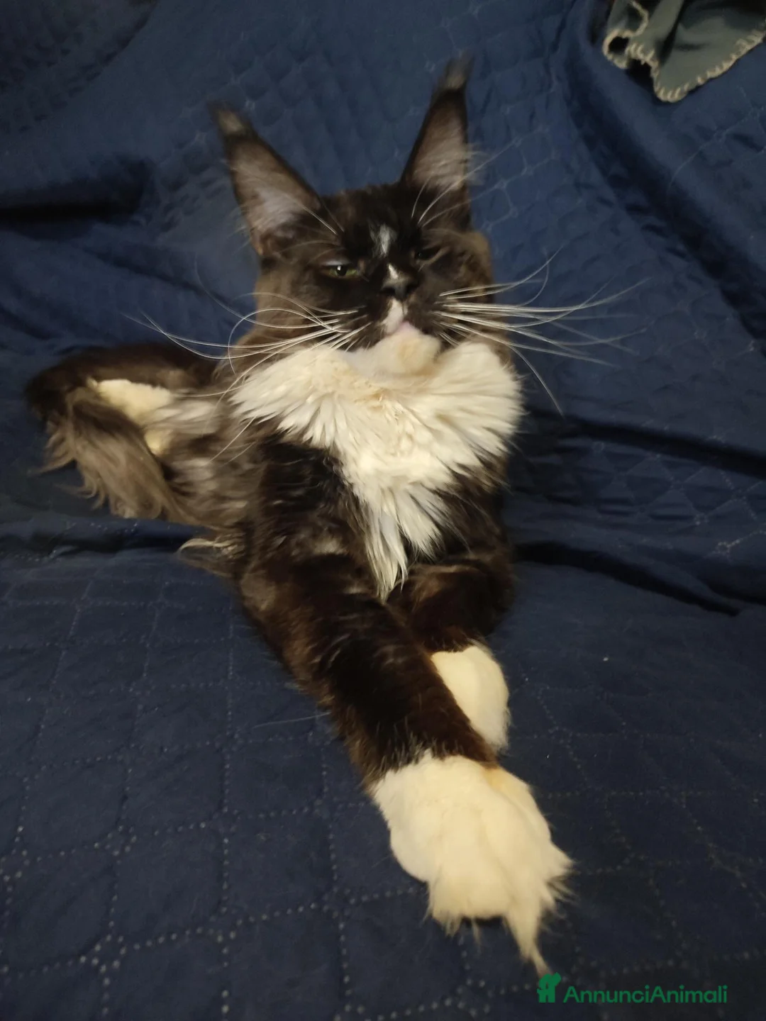 Maine Coon gatti in vendita: Meravigliosi gattini Maine Coon  - Annuncio 2