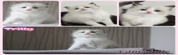 Ragdoll gatti in vendita: Femminucce ragdoll seal bicolore  - Annuncio 4