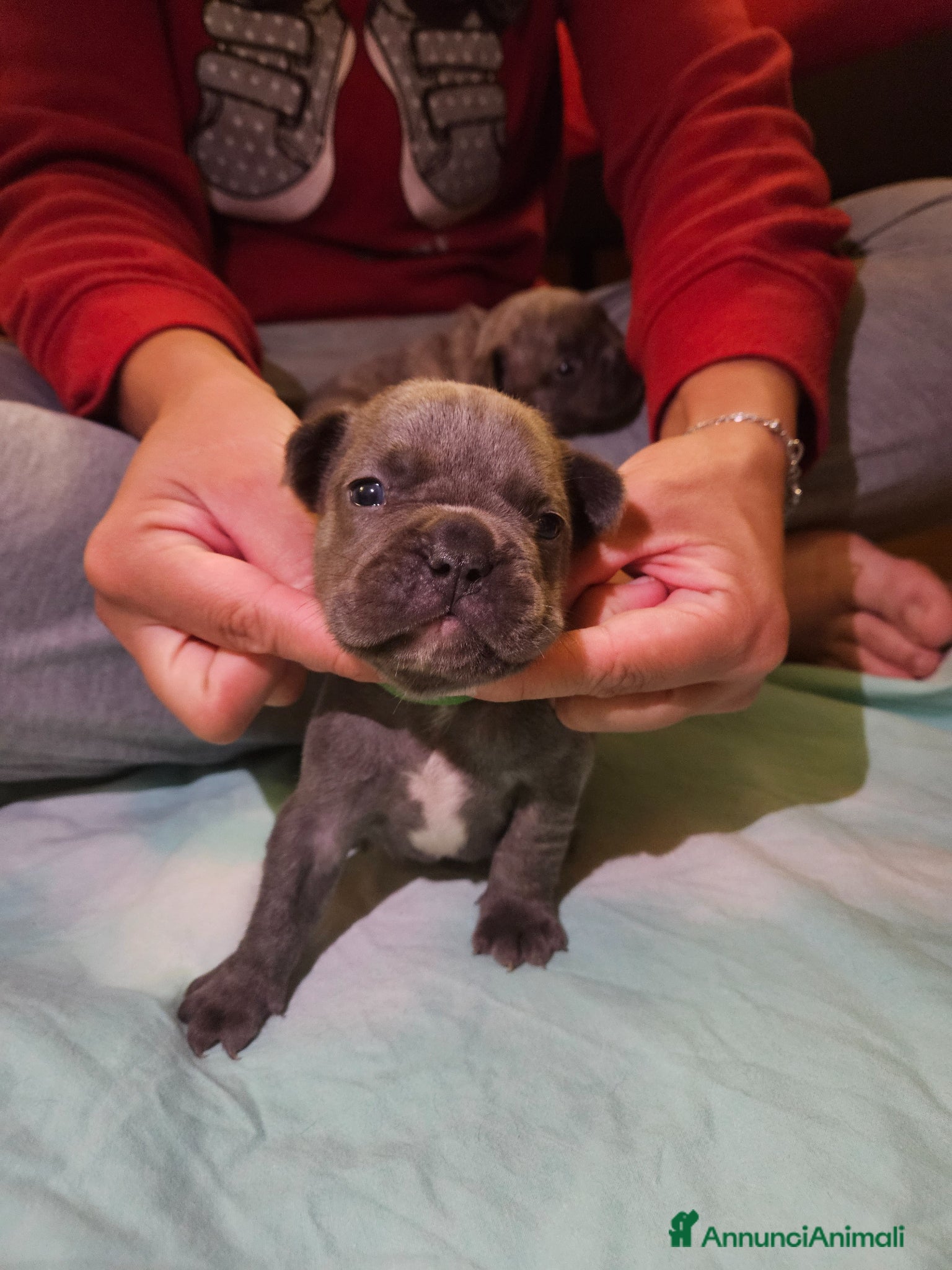 Bulldog Francese cani in vendita: Cuccioli bulldog francese fluffy - Annuncio 9
