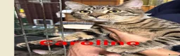 Meticcio gatti in regalo: Gattini di 5 mesi buonissimi - Annuncio 3