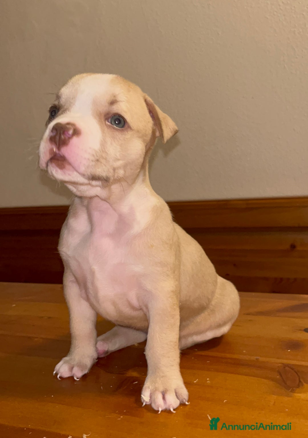 Pitbull cani in vendita: Cuccioli di pitbull - Annuncio 6