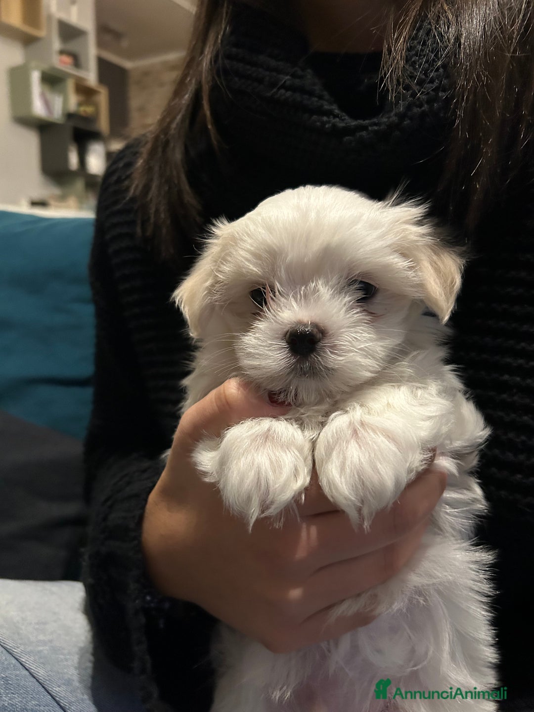 Maltese cani in vendita: Cuccioli Maltesi: Piccoli Tesori in Cerca di Casa - Annuncio 17