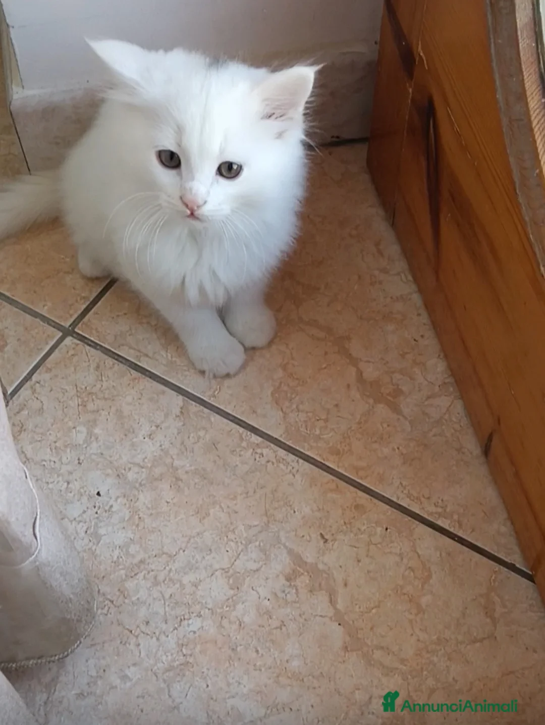 Altre razze gatti in vendita: CUCCIOLO DI GATTO ANGORA TURCO  - Annuncio 4