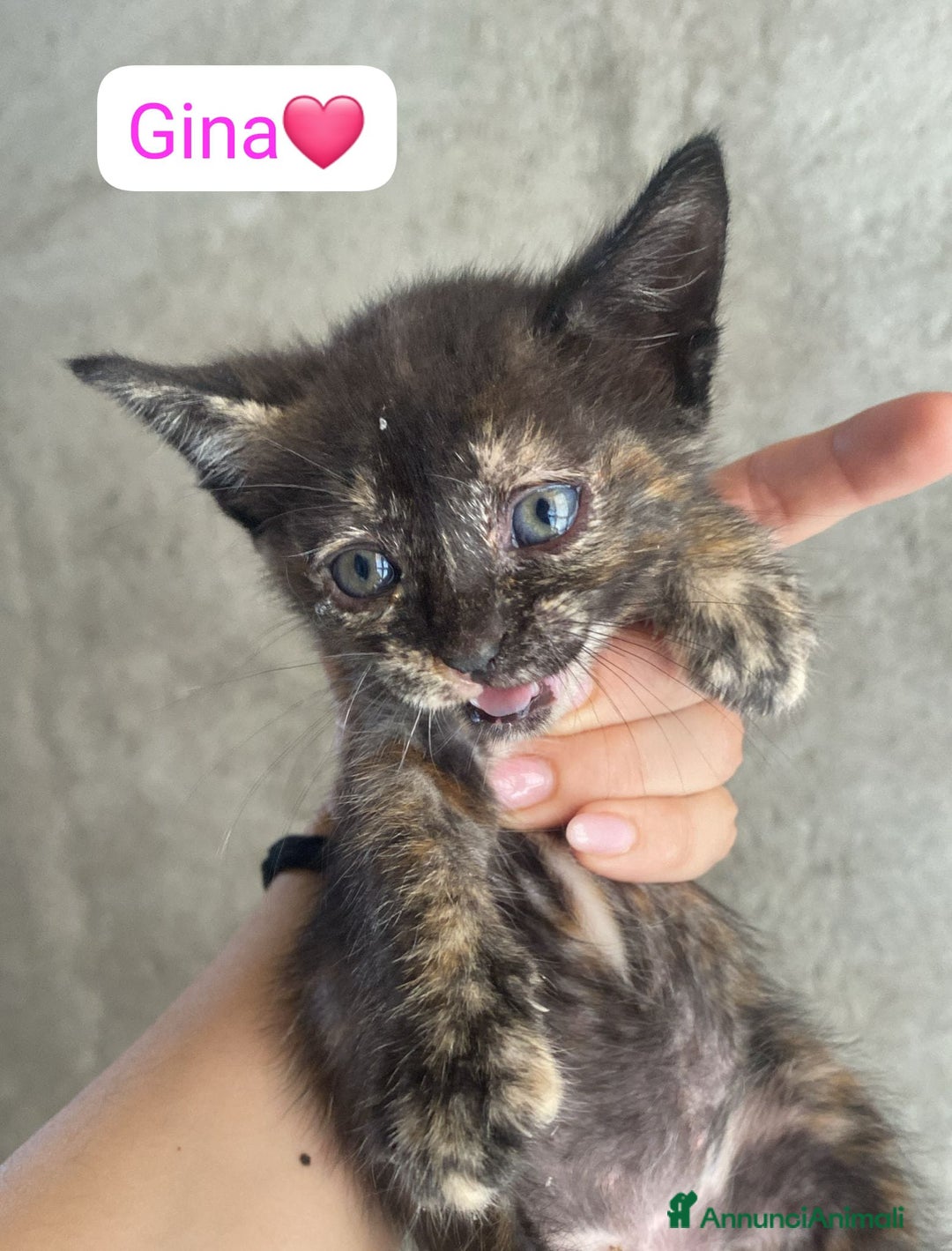 Meticcio gatti in regalo: Gattini dolcissimi cercano casa  a Città metropolitana di Milano - Immagine 12