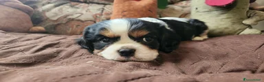 Cavalier King 1