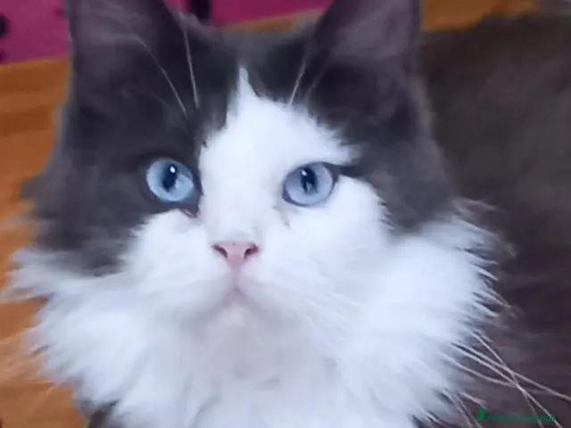 Maine Coon gatti Femmina Maine coon con occhi impari - Annuncio 1