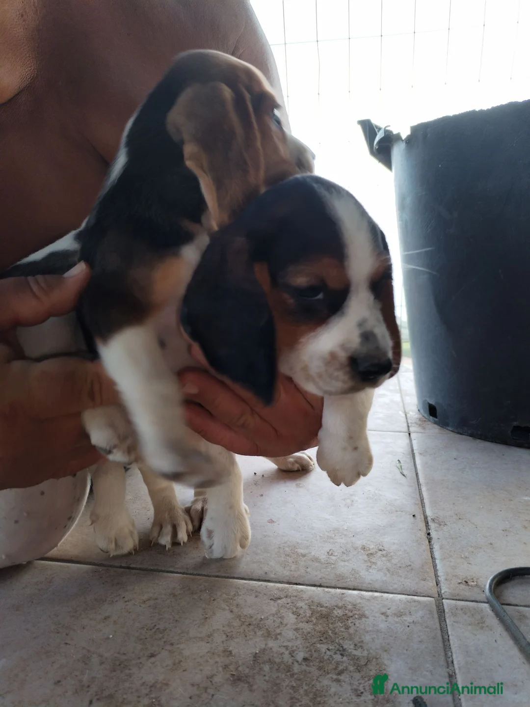 Beagle cani in vendita: Bellissimi cuccioli Beagle  - Annuncio 2