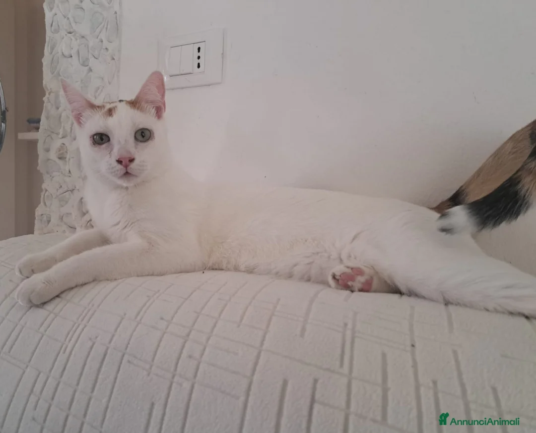 Meticcio gatti in regalo: Iris  - Annuncio 3