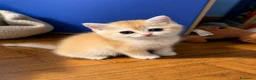 British gatti in vendita: British Golden  - Annuncio 8