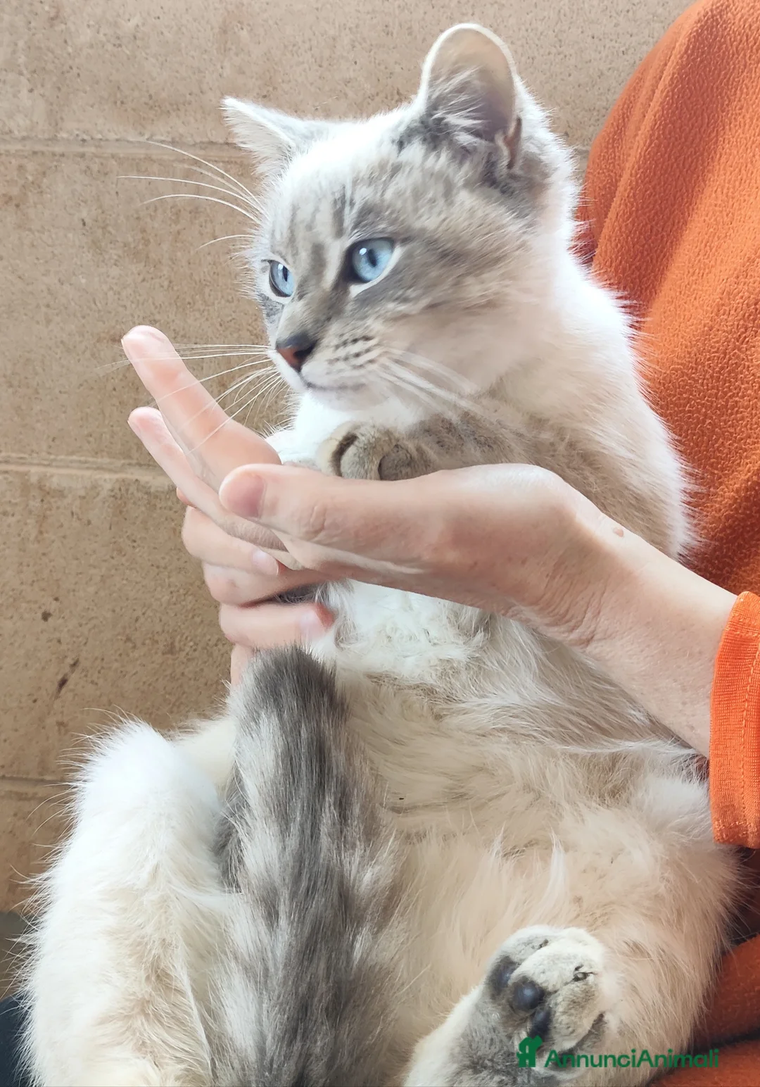 Meticcio gatti in regalo: Bianchino cerca casa! - Annuncio 1