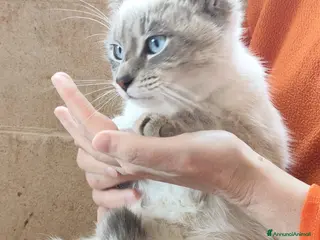 Meticcio gatti in regalo: Bianchino cerca casa! - Annuncio 3