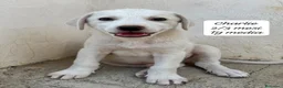 Meticcio cani in regalo: Cuccioli invisibili da salvare  a Provincia di Pistoia - Annuncio 10