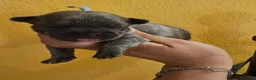 Bulldog Francese cani in vendita: Cuccioli bulldog francese esotico fluffy - Annuncio 11