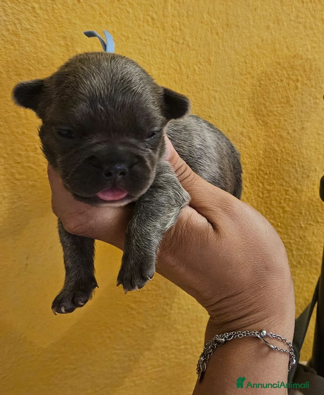 Bulldog Francese cani in vendita: Cuccioli bulldog francese esotico fluffy - Annuncio 11