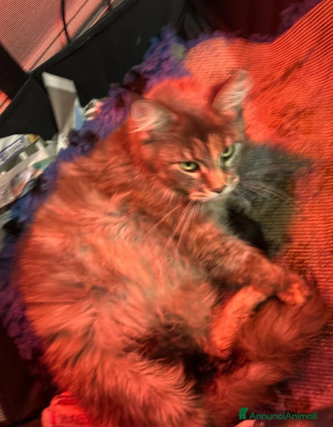 Maine Coon gatti in vendita: 2 gattini Maine Coon allevati in casa - Annuncio 6