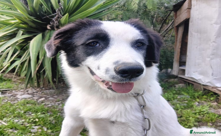 Meticcio cani - Annuncio 4