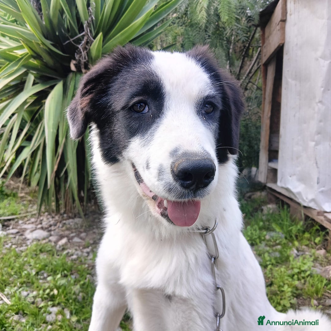 Meticcio cani in regalo: Mora bella tranquilla dolcissima - Annuncio 3