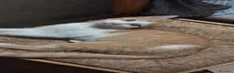 Europeo gatti in regalo: Regalo gattini  a Provincia di Bergamo - Annuncio 3