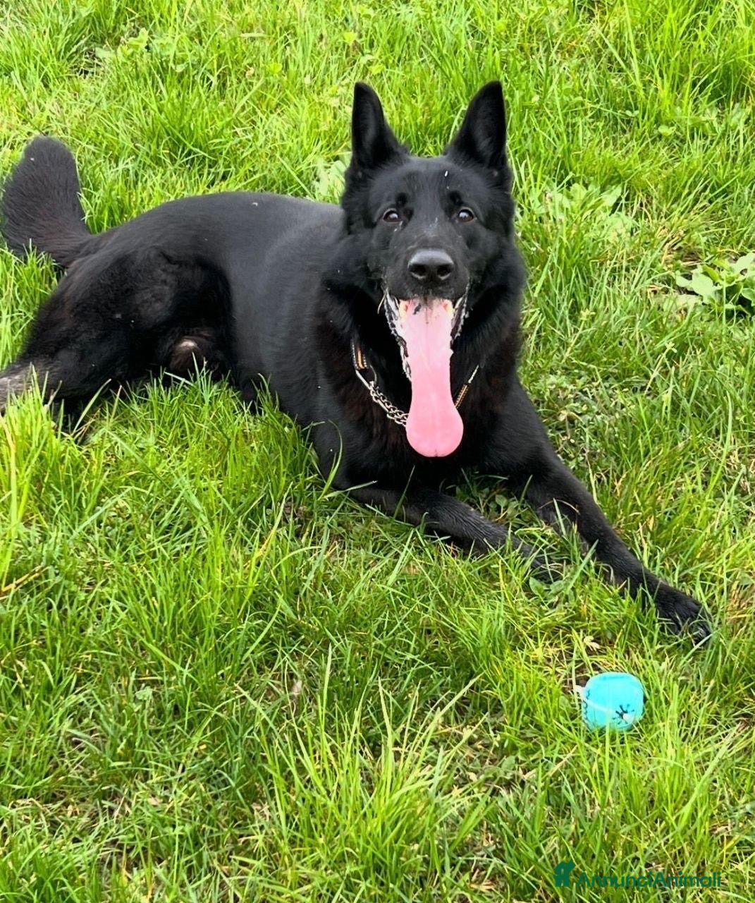 Pastore Tedesco cani Sirius splendido pastore tedesco con pedigree - Annuncio 7